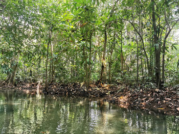 Scenic view of lake in forest