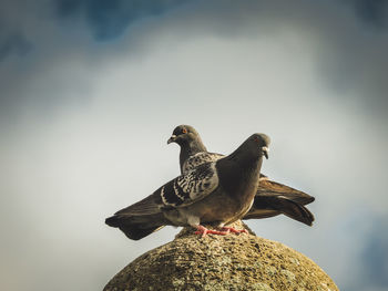 Close-up of pigeons on rock