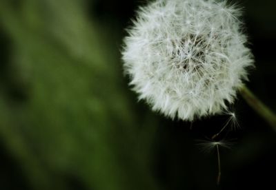 Close-up of dandelion flower