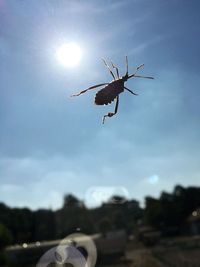 Close-up of insect flying over blurred background