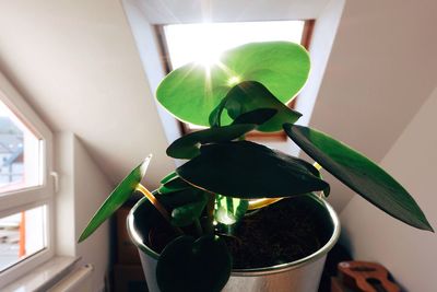 Woman holding plant at home