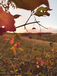 Close-up of flowering plant on field against sky