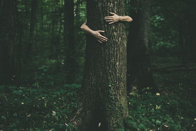 One woman behind tree trunk in forest