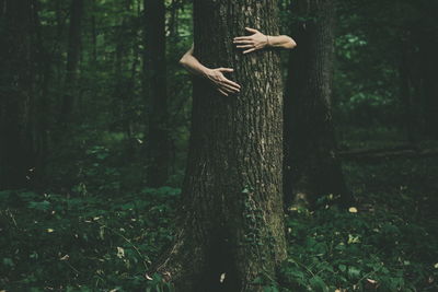 Low section of person on tree trunk in forest