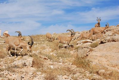 Ibex in mitzpe ramon on the edge of the crater machtesh ramon, israel