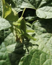 Close-up of insect on leaf