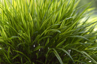 Close-up of grass in field