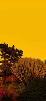 Plants growing on land against sky during sunset