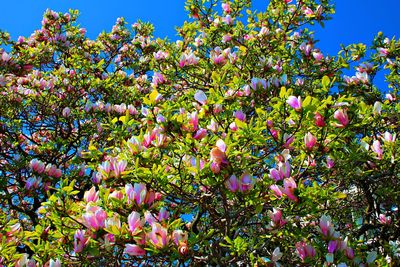 Low angle view of tree against sky