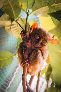 Close-up of owl on branch