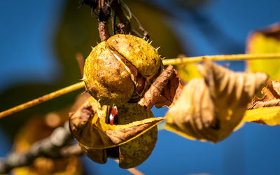 Close-up of dried fruits hanging on branch