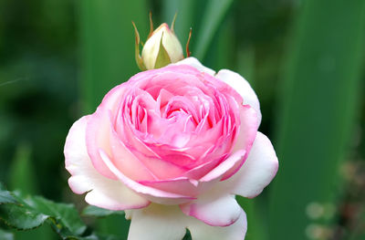 Close-up of pink rose