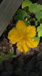 Close-up of yellow flower blooming outdoors