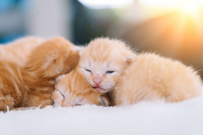 Newborn baby red cat sleeping on funny pose group of small cute ginger kitten comfortable pets sleep