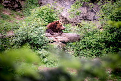 View of a cat resting on tree