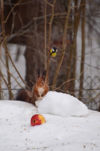 Close-up of squirrel on snow