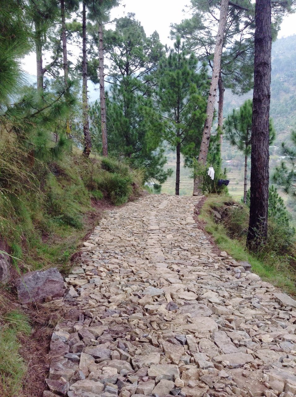 the way forward, tree, diminishing perspective, vanishing point, growth, footpath, tranquility, nature, walkway, pathway, forest, tranquil scene, narrow, long, day, outdoors, plant, no people, dirt road, beauty in nature