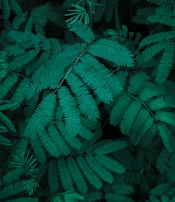 Full frame shot of fresh green leaves