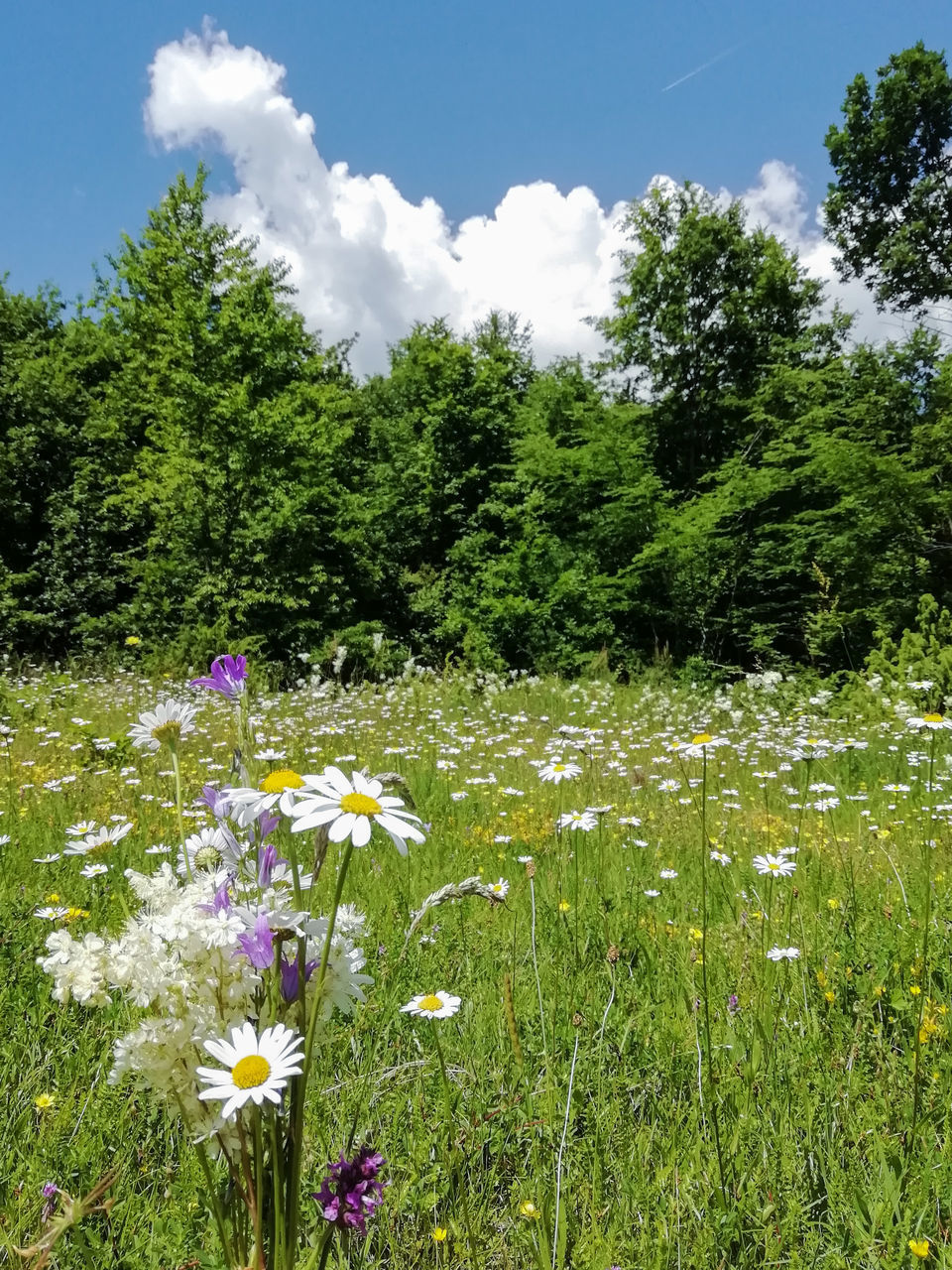 SCENIC VIEW OF FLOWERING PLANTS ON FIELD AGAINST TREES