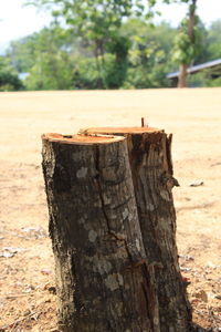 Close-up of insect on tree trunk