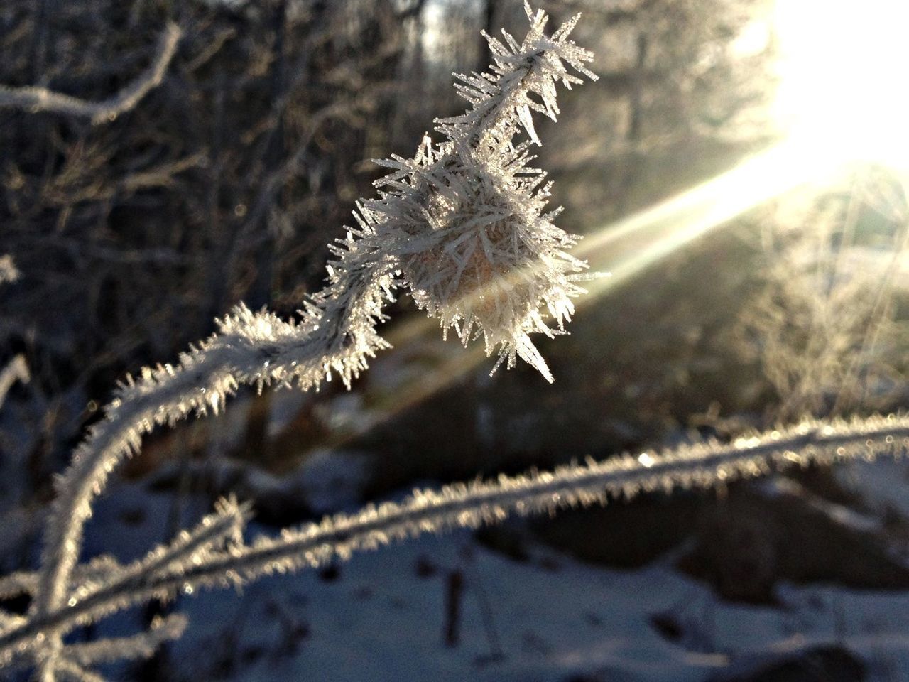 winter, cold temperature, snow, season, frozen, weather, focus on foreground, nature, plant, growth, close-up, fragility, beauty in nature, tranquility, stem, frost, flower, field, day, outdoors