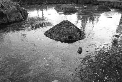 High angle view of crab on wet shore