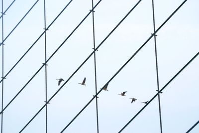 Low angle view of birds flying