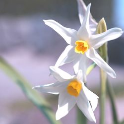 Close-up of white flower