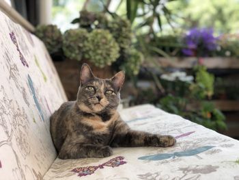 Close-up portrait of cat relaxing outdoors