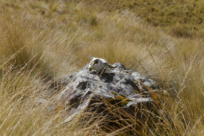 View of an animal skull on grass
