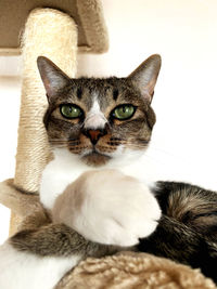 Close-up portrait of cat against white background