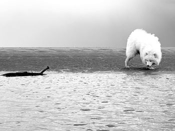 View of dog swimming in sea