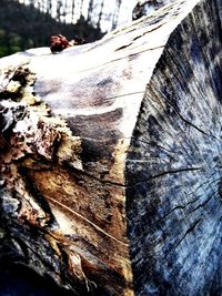 Close-up of tree stump in forest