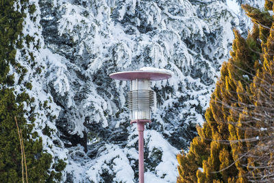 Snow covered land and trees in forest