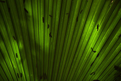 Full frame shot of palm leaves