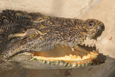 Closup crocodile with a mouth open.