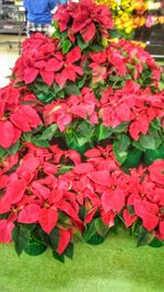 Red flowers growing on plant