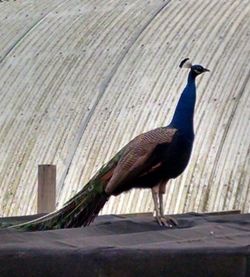 Close-up of peacock perching