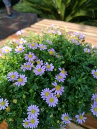 Close-up of flowers blooming outdoors