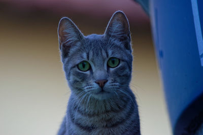 Close-up of cat