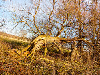 Bare tree against abandoned building