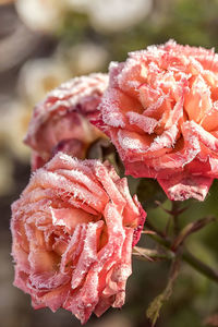 Close-up of pink rose