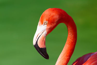 Headshot of flamingo against green background