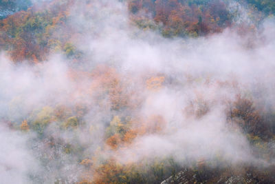 High angle view of trees in forest