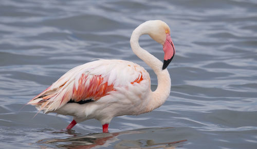 Close-up of duck in a lake