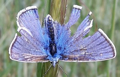 Close-up of butterfly on leaf