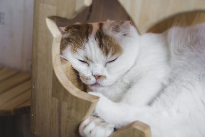 Close-up of a cat resting