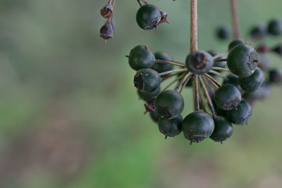 Common ivy's toxic, black berries on the right side of the image, with copy space on the left