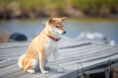 Young red dog shiba inu in a red collar sitting on a wooden pier on the background of the river.