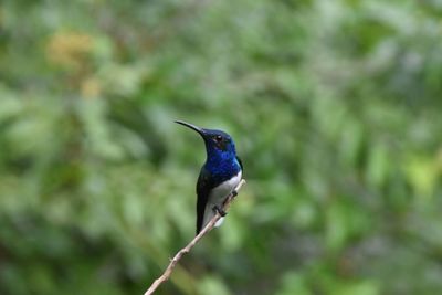Close-up of bird perching on tree